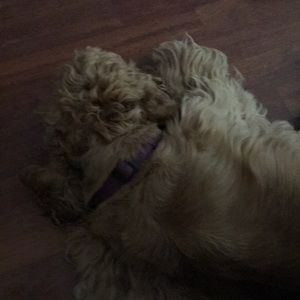 Meet your Posher, Dede